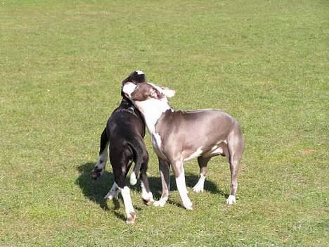 Amerikansk staffordshire terrier Chiko billede 10