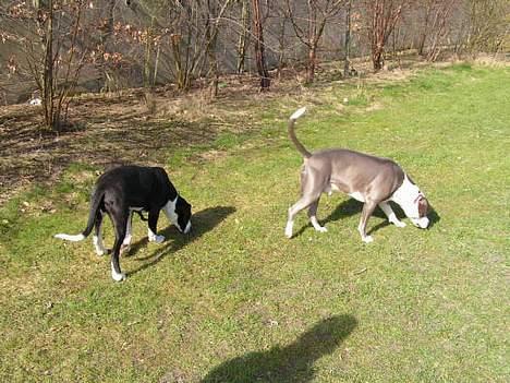 Amerikansk staffordshire terrier Chiko billede 11