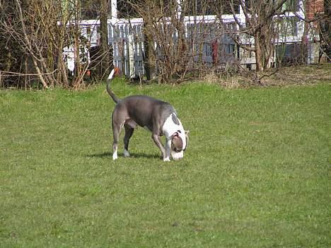 Amerikansk staffordshire terrier Chiko billede 12