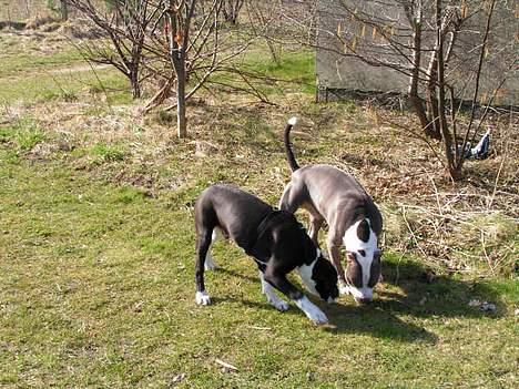 Amerikansk staffordshire terrier Chiko billede 13