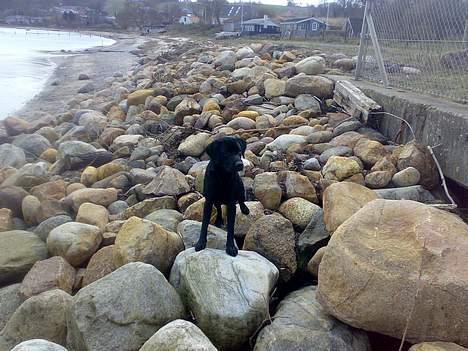 Labrador retriever Nedergaard´s Trulli billede 1