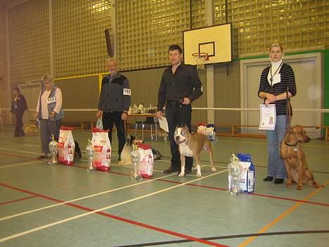 Amerikansk staffordshire terrier Sango billede 7