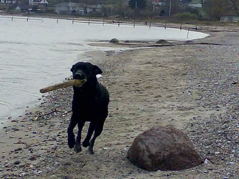 Labrador retriever Nedergaard´s Trulli billede 2