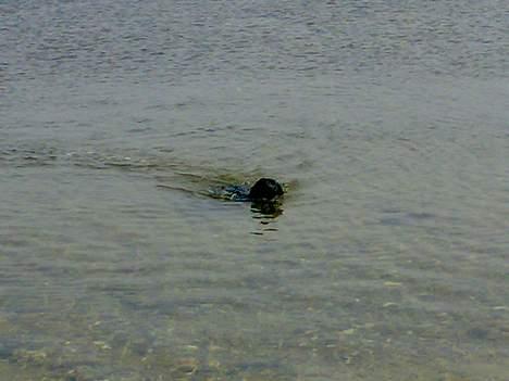 Labrador retriever Nedergaard´s Trulli billede 3