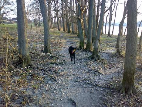 Labrador retriever Nedergaard´s Trulli billede 4