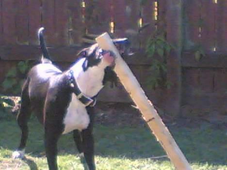 Amerikansk staffordshire terrier Nemo billede 7