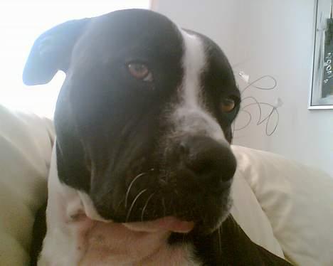 Amerikansk staffordshire terrier Nemo billede 8