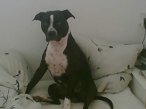 Amerikansk staffordshire terrier Nemo billede 9