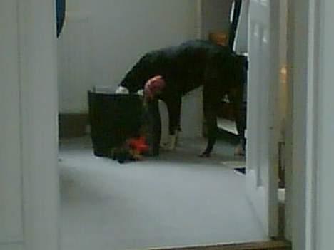 Amerikansk staffordshire terrier Nemo billede 10