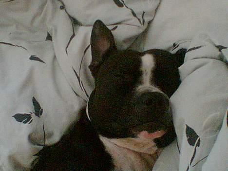 Amerikansk staffordshire terrier Nemo billede 11