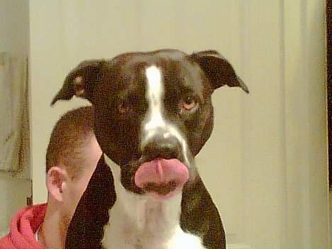 Amerikansk staffordshire terrier Nemo billede 12