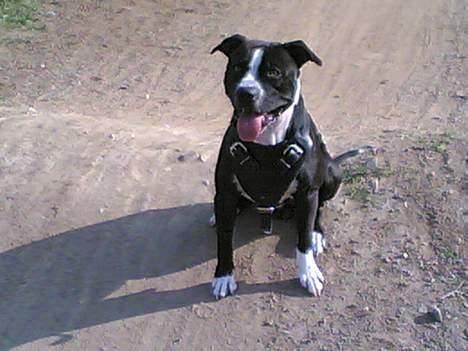 Amerikansk staffordshire terrier Nemo billede 13