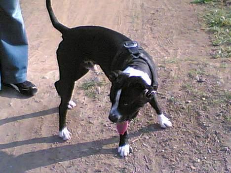 Amerikansk staffordshire terrier Nemo billede 14