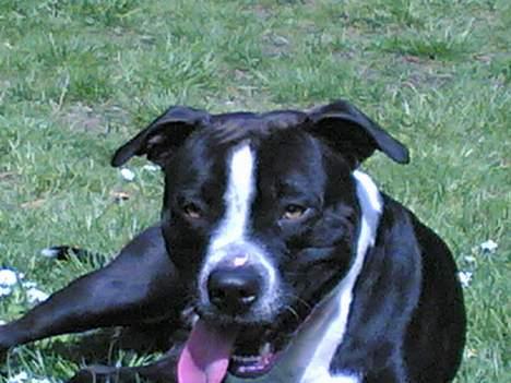 Amerikansk staffordshire terrier Nemo billede 15