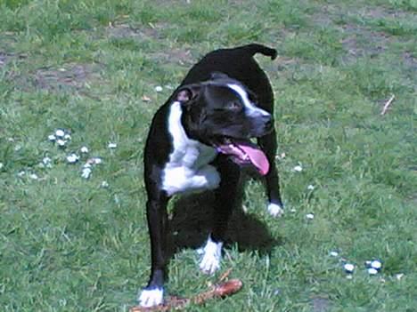 Amerikansk staffordshire terrier Nemo billede 16