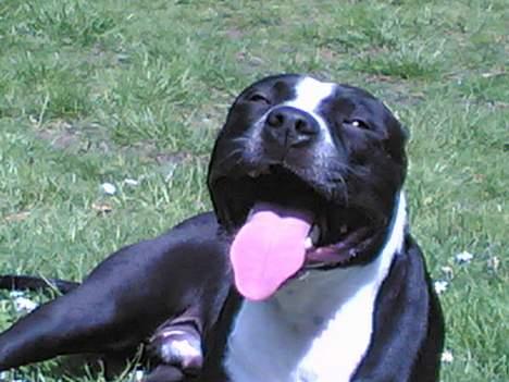 Amerikansk staffordshire terrier Nemo billede 17