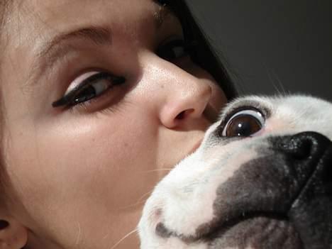 Fransk bulldog Neo billede 18