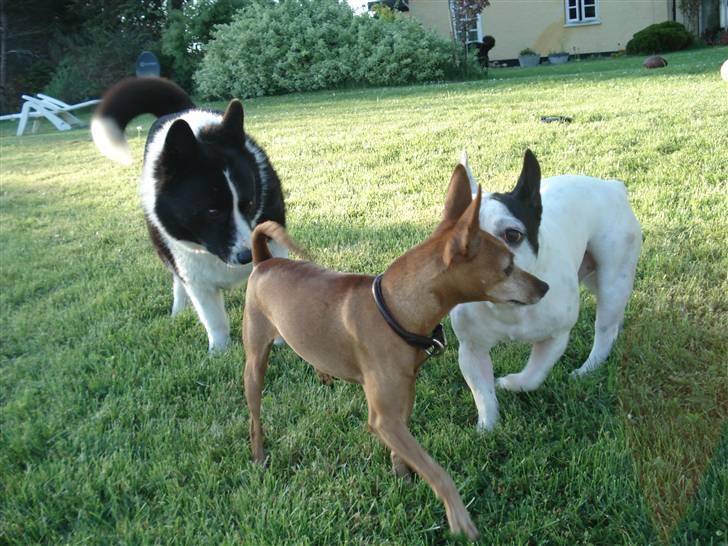 Fransk bulldog Neo - heeej Hugo.. billede 19