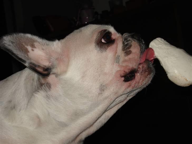 Fransk bulldog Neo billede 20