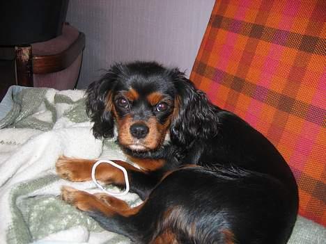 Cavalier king charles spaniel Pultz's Soya (Bailey) - Sådan et gummibånd er nu god billede 8