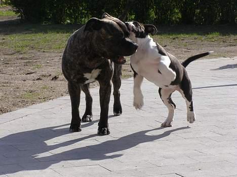 Amerikansk staffordshire terrier BABY - skal vi ikke lege banzai? billede 9