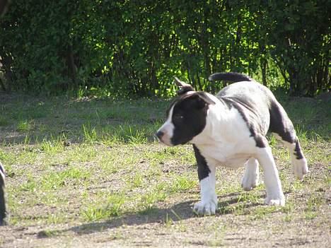 Amerikansk staffordshire terrier BABY - Pas på nu kommer jeg, fulde fart! billede 10