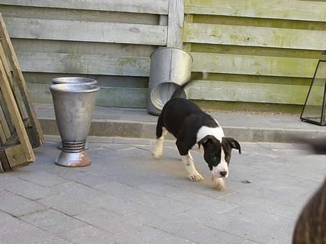 Amerikansk staffordshire terrier BABY billede 11