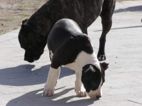 Amerikansk staffordshire terrier BABY billede 12