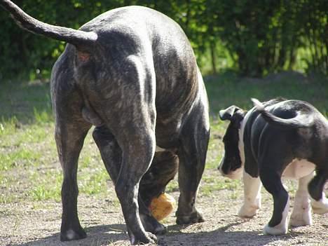 Amerikansk staffordshire terrier BABY - har du fundet noget har du banzai billede 13
