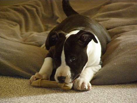 Amerikansk staffordshire terrier BABY - mit kødben billede 14