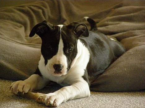 Amerikansk staffordshire terrier BABY billede 15