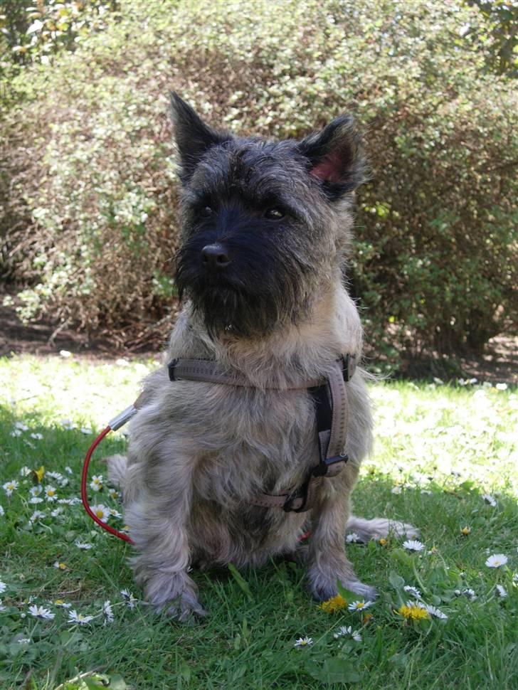 Cairn terrier Balder - Balder i sommer-haven billede 1