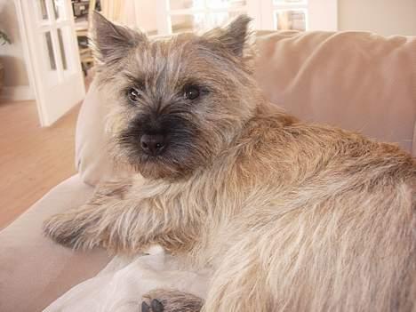 Cairn terrier Balder - En af Balders absolutte yndligs beskæftigelser - at slænge sig i sofaen billede 2