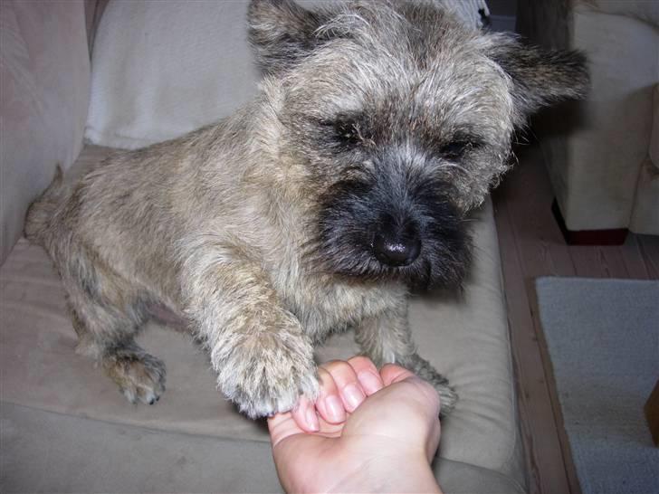 Cairn terrier Balder - Så giver han pote den bette billede 3