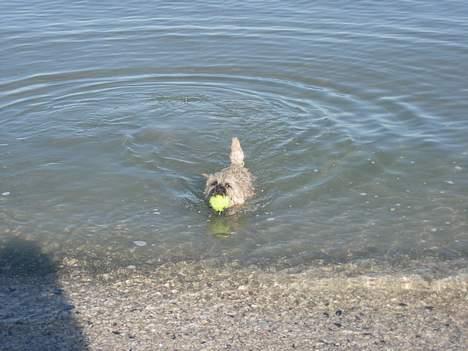 Cairn terrier Balder - Balder Buchannon er klar til rescue.. - en rigtig vandhund! billede 4