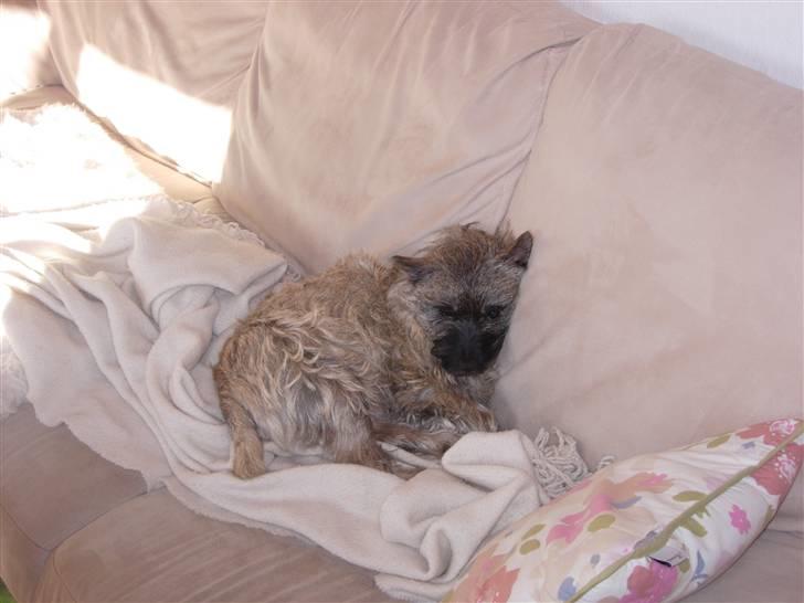 Cairn terrier Balder - Jeg putter bare så godt i sofaen billede 5