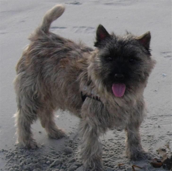 Cairn terrier Balder - Balder er fresh når han er på stranden billede 6