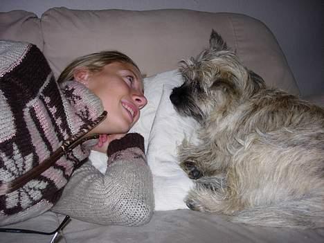 Cairn terrier Balder - Får mig lige en hyggesnak med Louise i sofaen billede 7