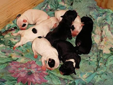 Fransk bulldog Gizmo billede 2