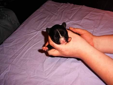 Fransk bulldog Gizmo billede 3