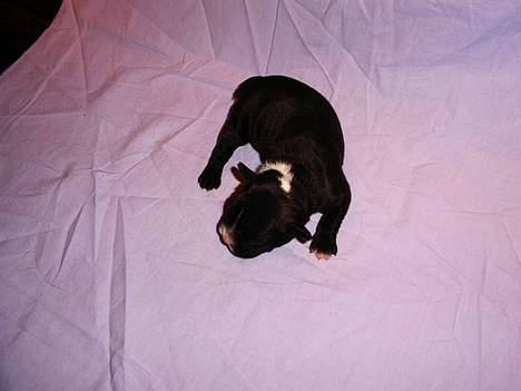 Fransk bulldog Gizmo billede 4