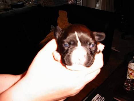 Fransk bulldog Gizmo billede 5