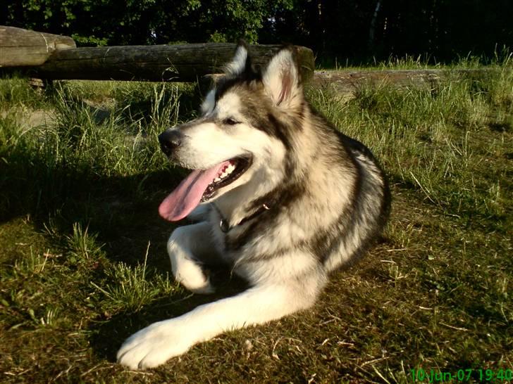 Alaskan malamute Chinook billede 1
