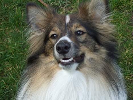 Shetland sheepdog  lucca - 15) billede 15