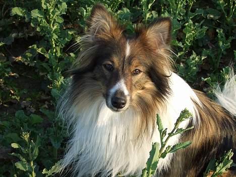 Shetland sheepdog  lucca - 16) billede 16