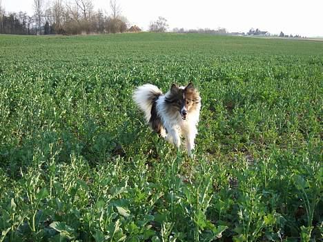 Shetland sheepdog  lucca - 17) på rapsmarken billede 17