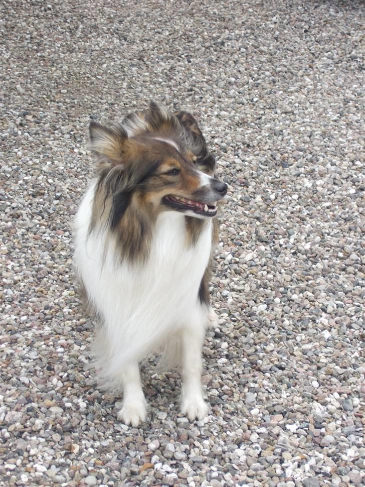 Shetland sheepdog  lucca - 18) på stranden billede 18