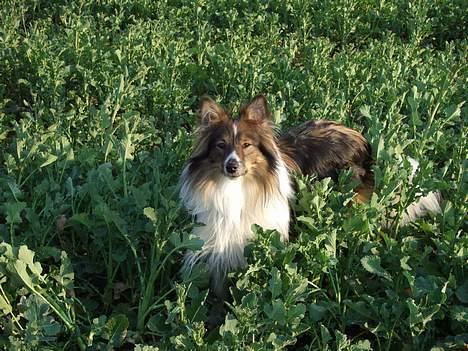Shetland sheepdog  lucca - 19) på rapsmarken billede 19