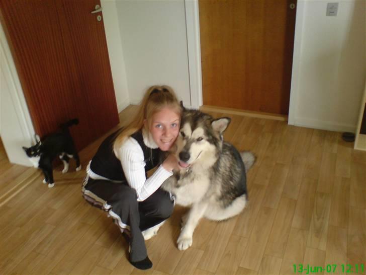 Alaskan malamute Chinook billede 2