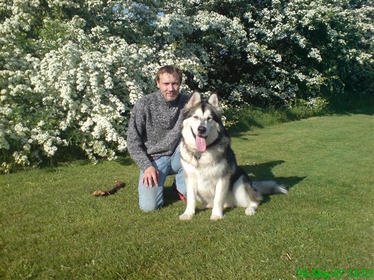 Alaskan malamute Chinook - Chinook sammen med min lillebror billede 3
